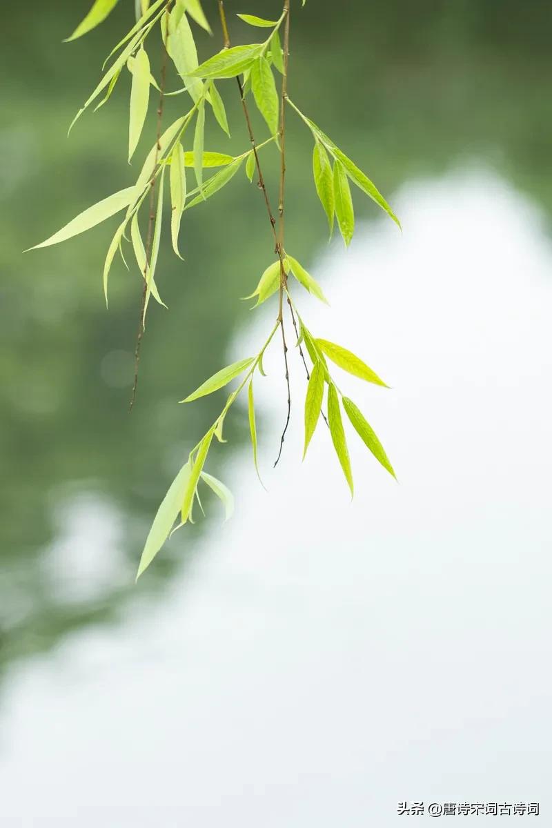 垂柳青青春意浓,杨柳依然春意浓