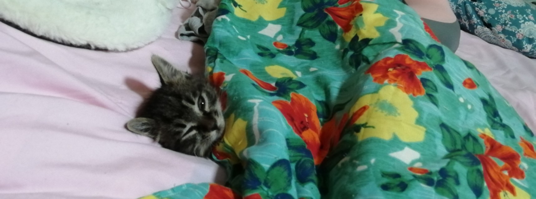 喵明明可以依靠卖萌与宠爱生活，却要用“好奇心”追求生活