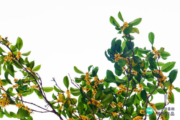 院子适合种的花和设计,庭院设计植物大全