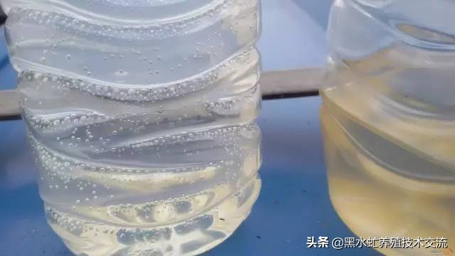 茶话清谈,5句话教你轻松养好虾