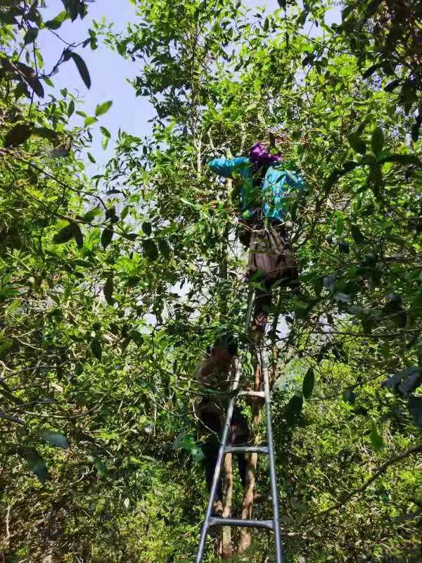 茶气通俗易懂的理解,怎么理解茶气