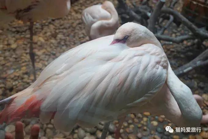 2天游玩广州长隆野生动物园攻略,广州长隆野生动物园步行游玩攻略