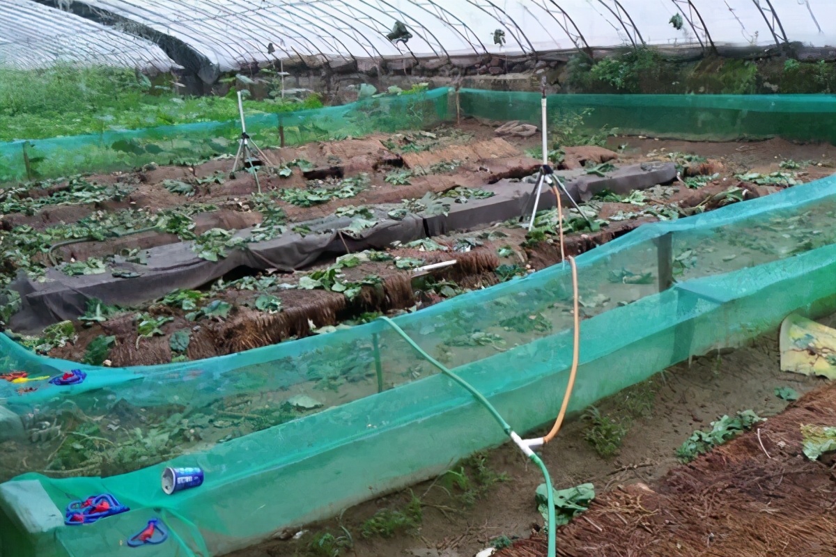 蜗牛养殖一年赚多少钱,白蜗牛养殖前景和销路