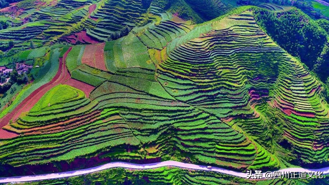 中国人的欲望之火和生命之光，除了酒还有这种蔬菜！