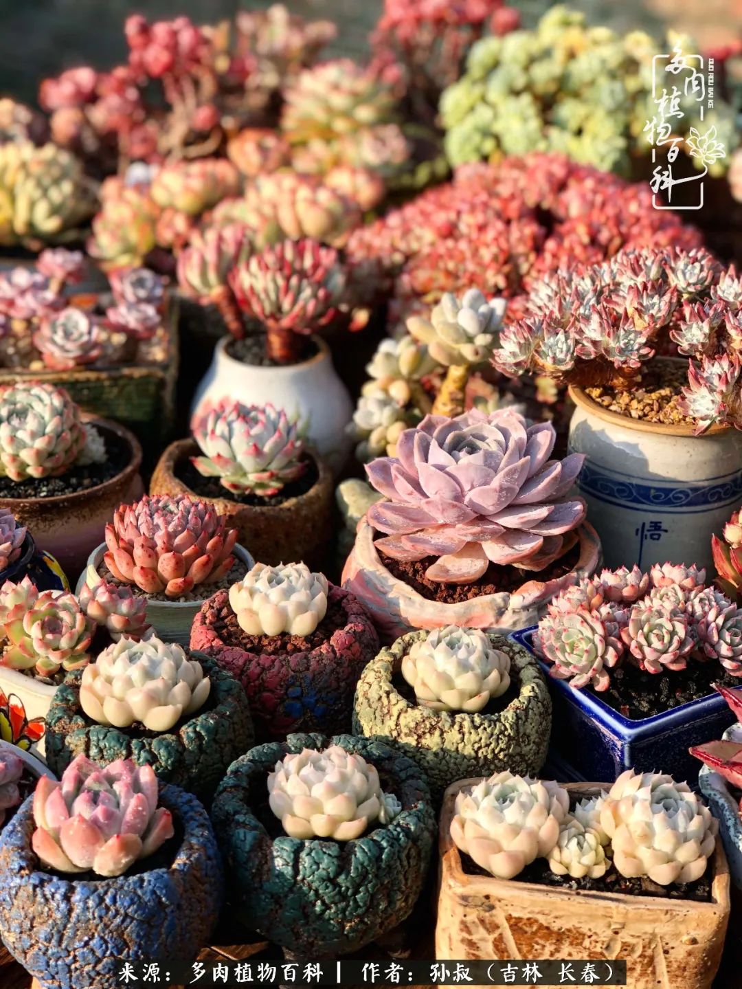 与多肉一起成长,与多肉相伴