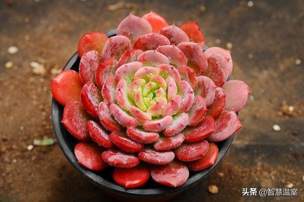 多肉植物的养花心得,多肉植物怎样养新手入门篇