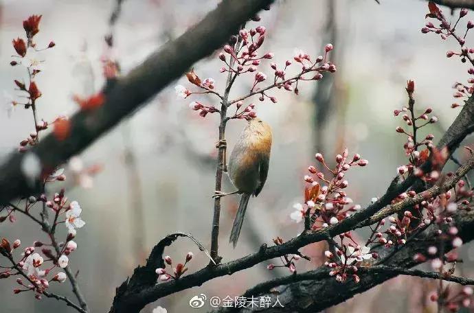 濡備綍鍖哄垎妯辫姳妗冭姳姊ㄨ姳鏉忚姳娴锋,妯辫姳妗冭姳鏉庤姳鏉忚姳濡備綍鍖哄垎