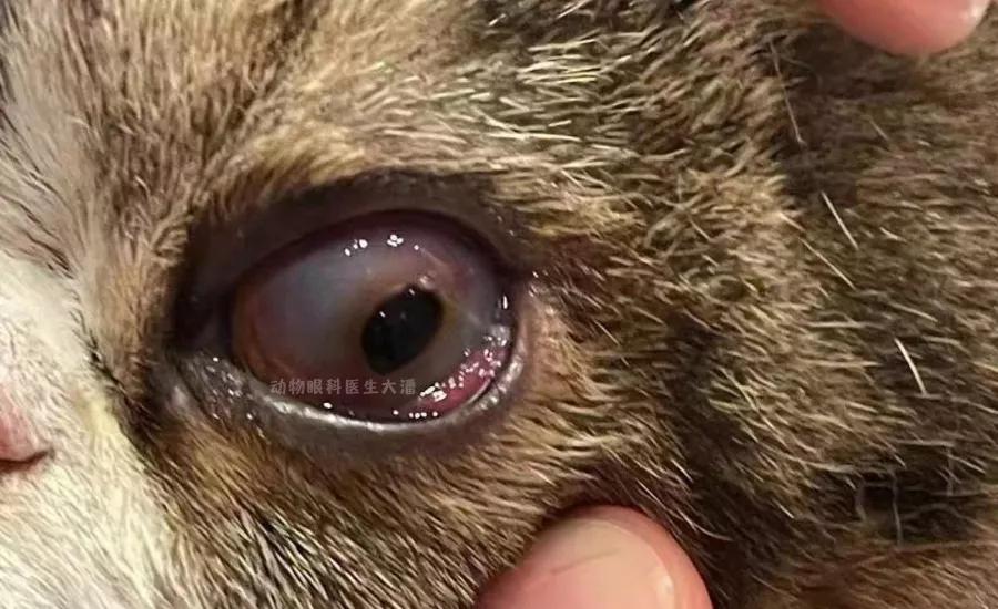 猫咪眼睛腐骨怎么治疗,猫咪角膜腐骨滴眼药水能好吗