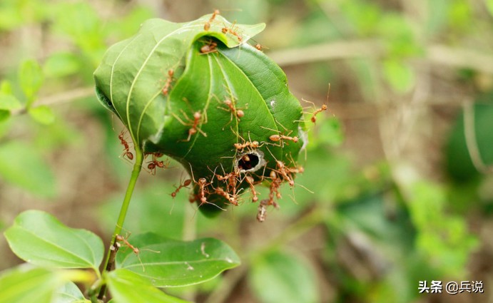 美军对越南丛林的影响,美军在越南丛林