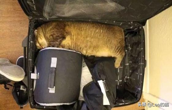 安检行李箱猫猫,机场海关抓到偷渡人员