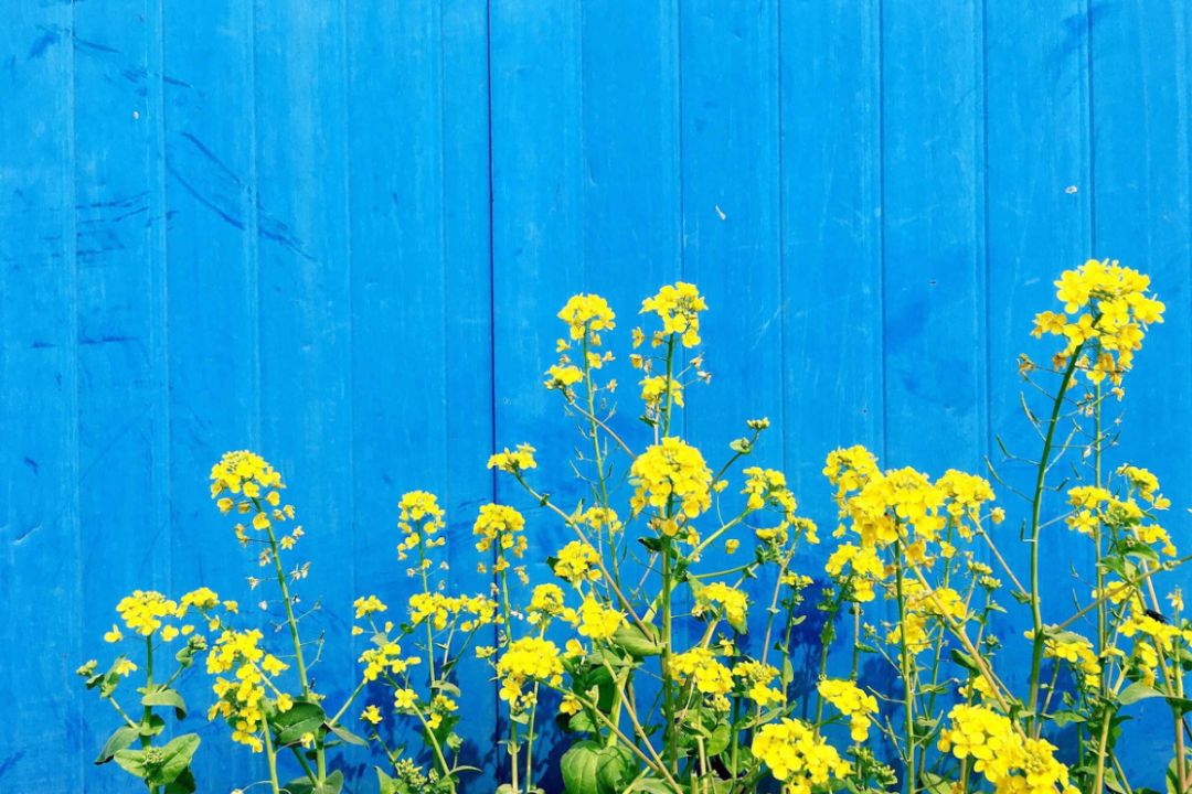 半个月后成都即将美翻全国，17处美景玩转整个春天！