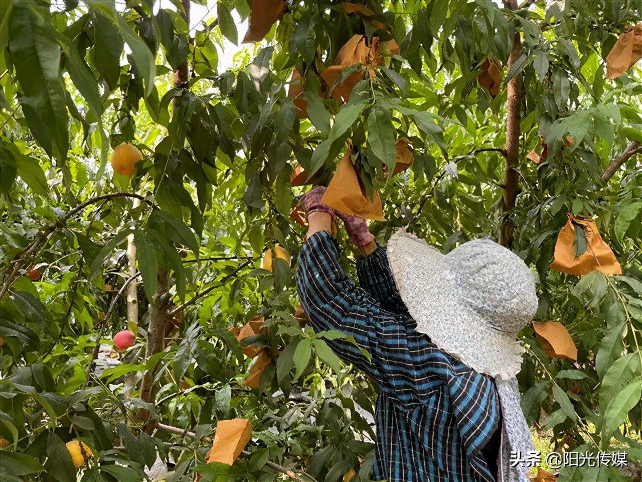 福利来啦！德阳喜欢吃桃子的小伙伴看过来