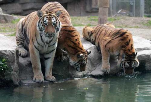 英国人疫情隔离期观看企鹅交配视频，因为看的人太多，网站瘫痪了