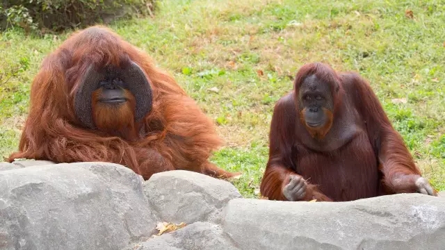 一只上过大学的猩猩试图成为人类，但现实给了它一记重锤