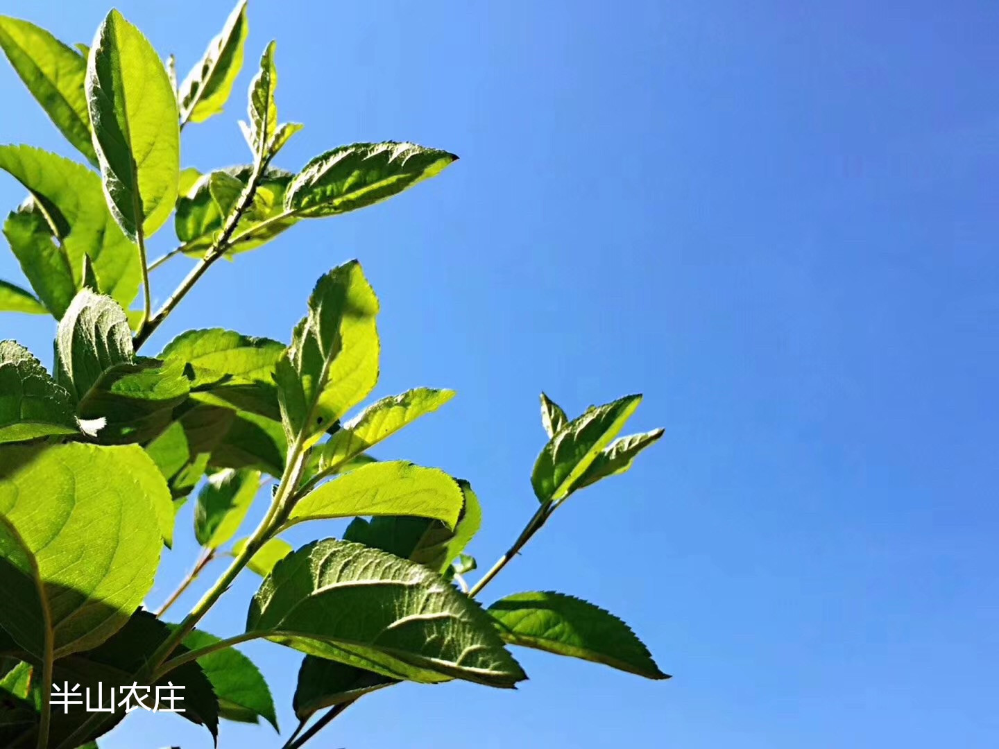 半山田园休闲农庄,半山农庄德江