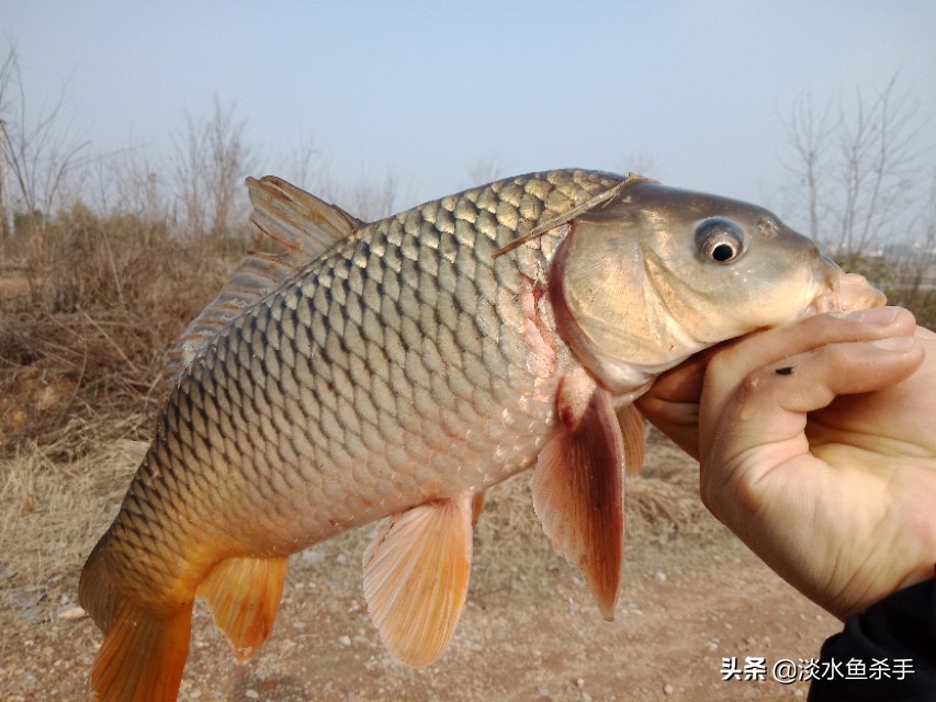 钓大鱼不用立漂怎么钓,不用鱼竿和浮漂的钓法视频