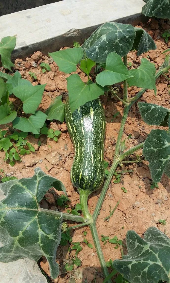 第1家国家4a级旅游区的大学博物馆,隐藏在各大校园里的有趣博物馆