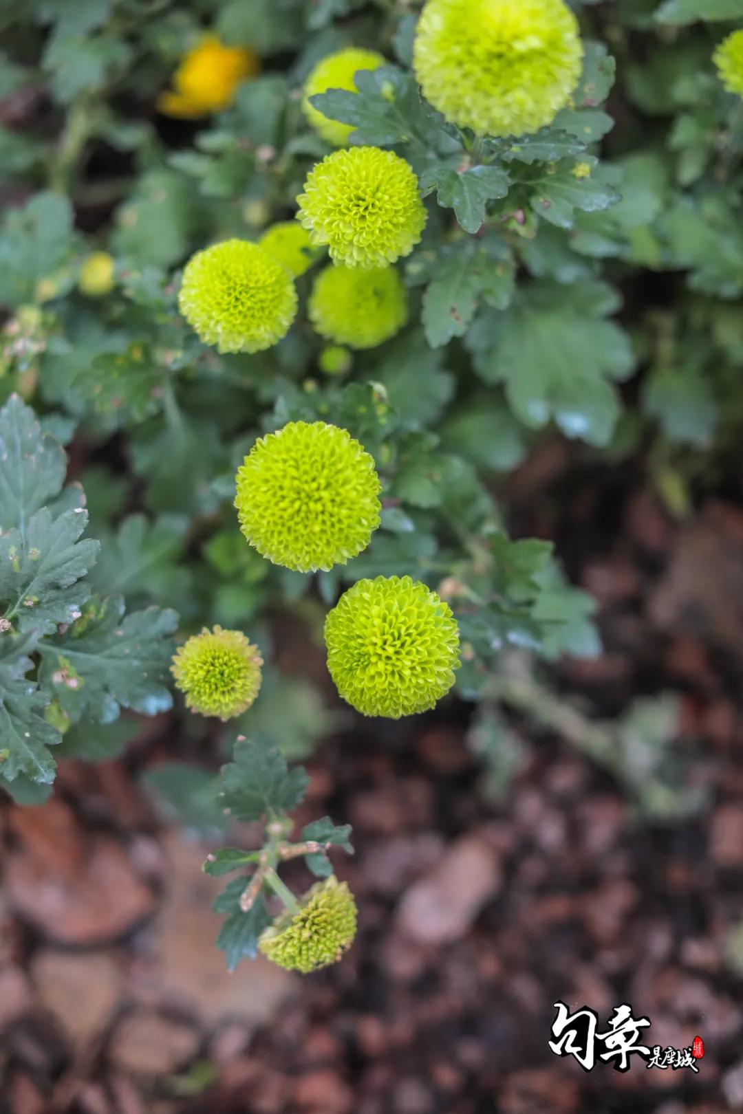 兴化千垛菊花海,广州海心沙菊花海