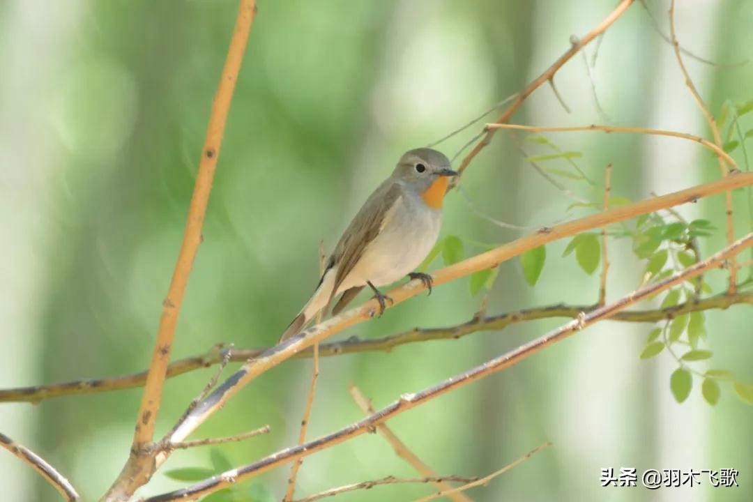 观鸟入门,观鸟小贴士