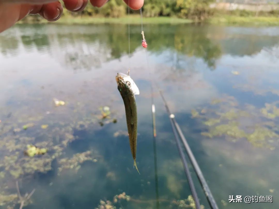 上鱼时正确的提竿方法,硬竿如何提鱼才不会跑鱼