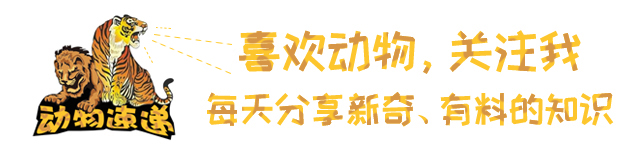 猫高处坠落摔死,猫从高处落下会摔死吗