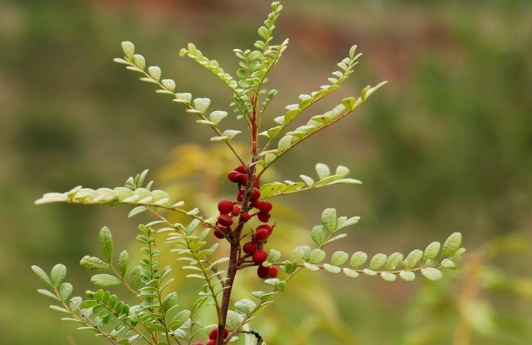 此树自带“香气”，叶子捣成泥是天然面膜，名气不佳1棵仅卖10元