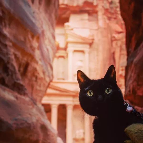 拥有“私家园林”，游遍世界各地，这些猫咪的生活太让人羡慕了吧