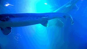 品尝鱼子酱为什么用手背,鱼子酱可以放手背上吃吗