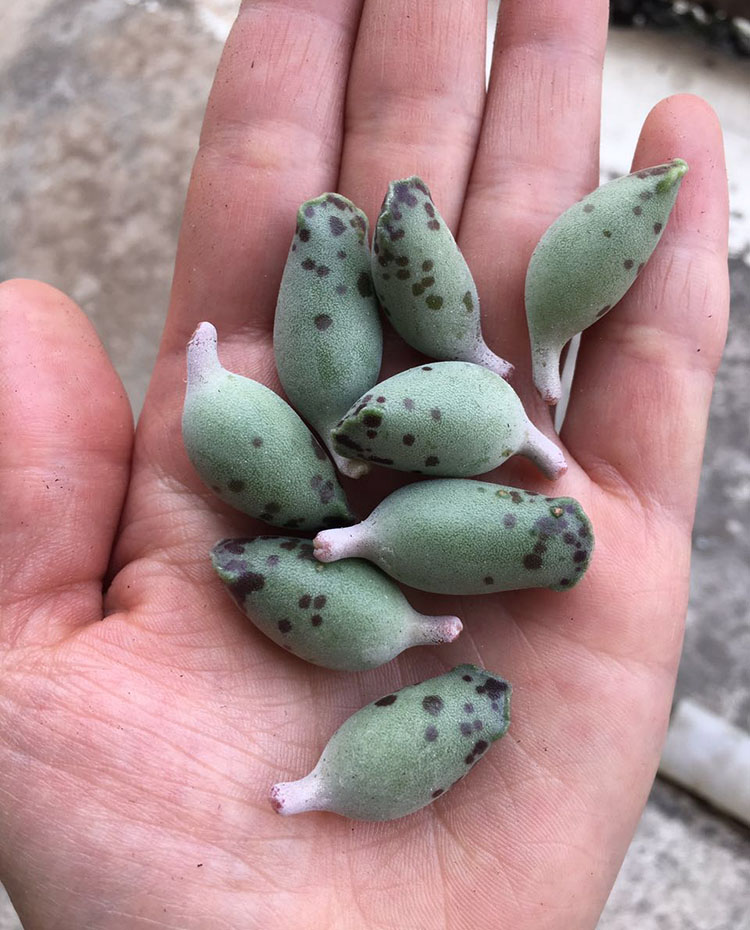 相似动物的花有哪些,稀奇古怪的动物花图片