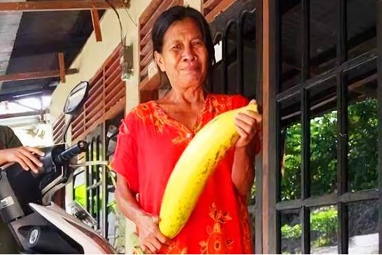 世界最大的芭蕉树,世界上最大芭蕉果的视频