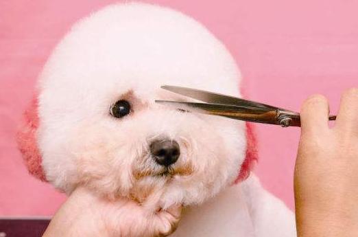 比熊犬的泪痕如何解决,比熊犬有泪痕有什么小技巧解决吗