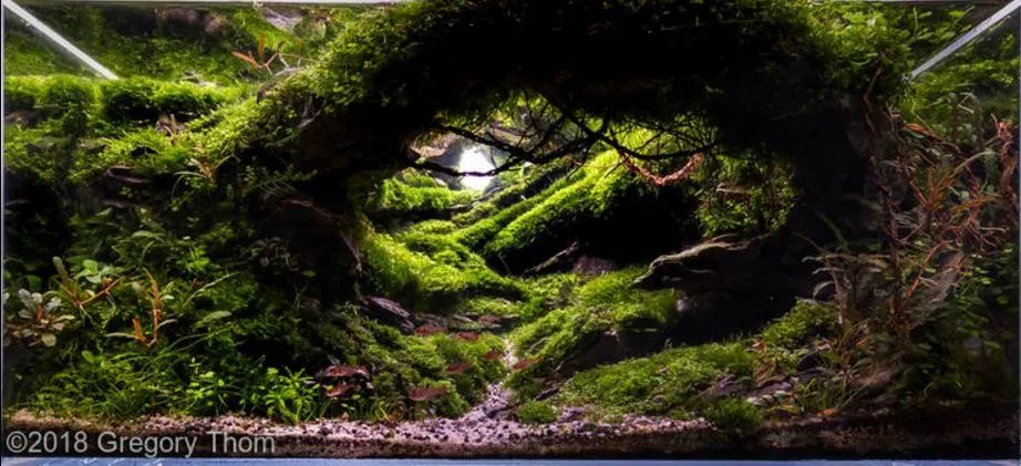 造景如何看起来有层次,十个最好看的造景