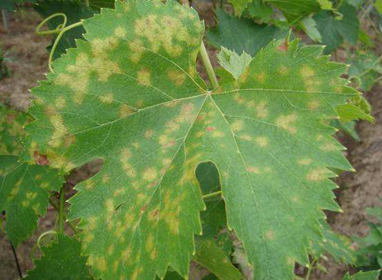 露天葡萄进入幼果期,霜霉病发生严重?转变思路,提早预防很关键