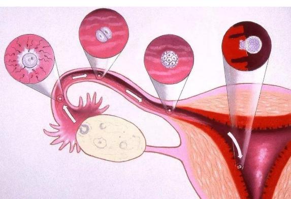 子宫内膜厚度多少会影响卵泡着床,内膜和卵泡长到多少会怀孕