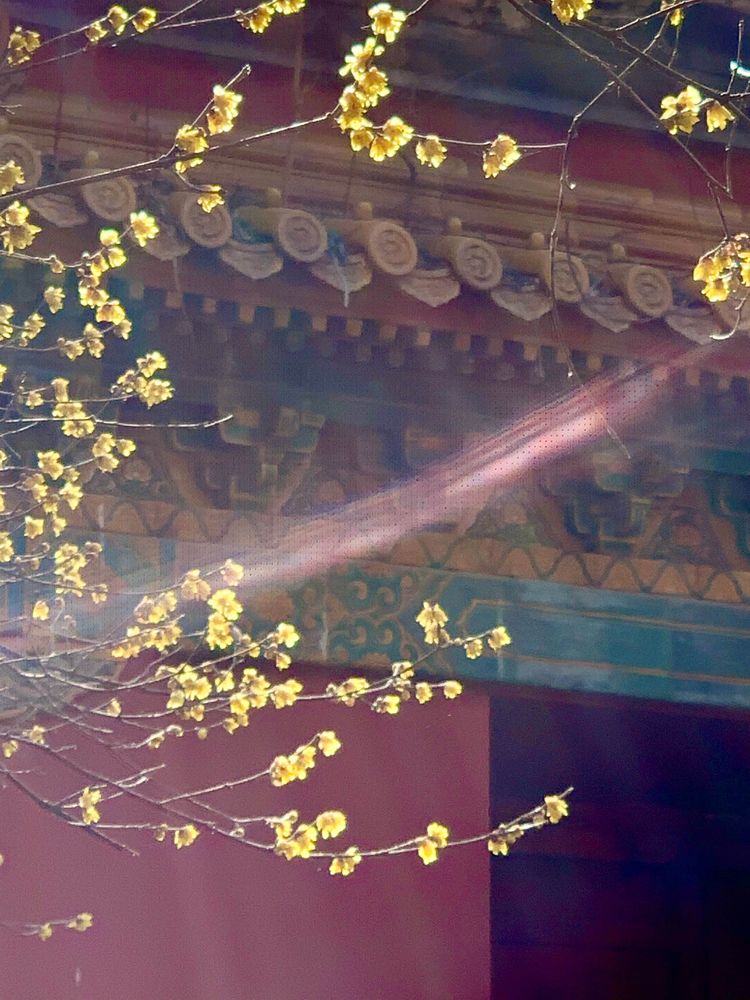 不惧严寒,不惧严寒静待春暖花开