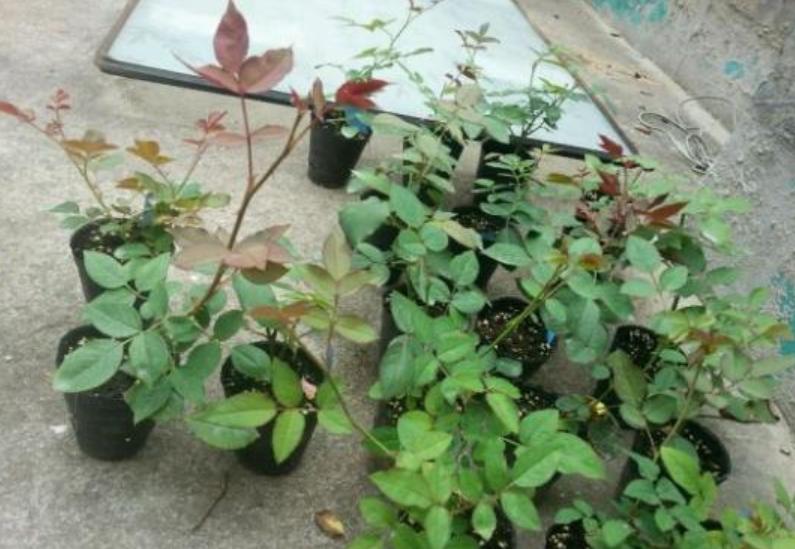 扦插月季花几月成活率高,月季花扦插不用生根液栽培方法