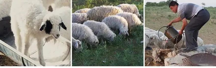 青海羊肉和宁夏滩羊哪个好,青海新疆内蒙哪里羊肉最好