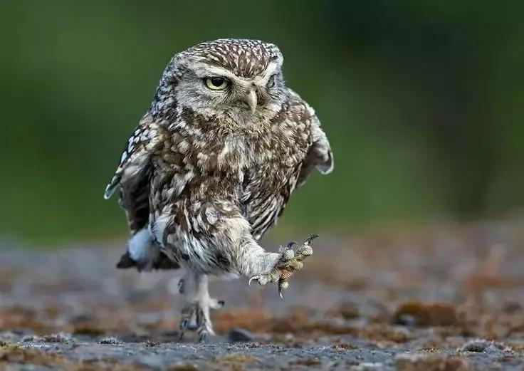 北京这个学校很“火”!坐拥3大花园、果园、动物园,集美貌与知识于一体!