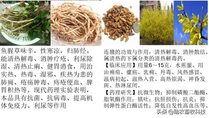 中草药防控非洲猪瘟采用发酵后体内外运用效果好很多倍