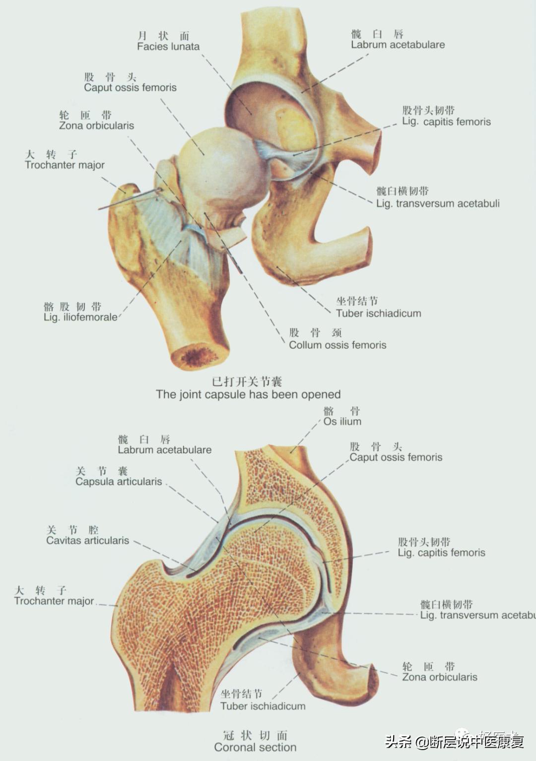 骨盆韧带解剖真实图,骨盆及髋关节的图解
