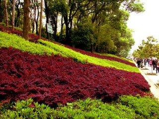 红花檵木适合做什么景观,红花檵木景观树