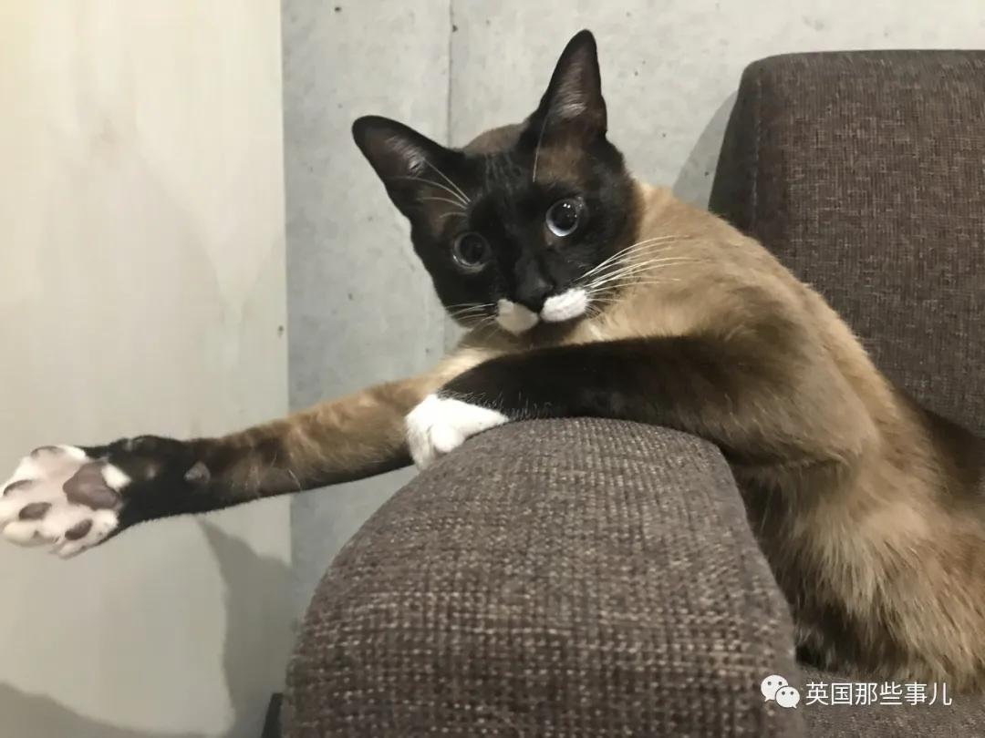 养暹罗等于养好几种猫,重庆暹罗猫变黑了还能白回来吗