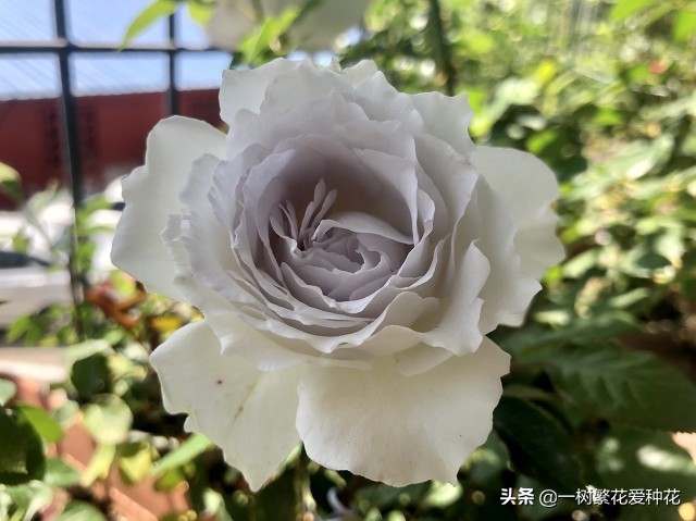 蓝紫青龙月季优缺点,天狼蓝紫月季