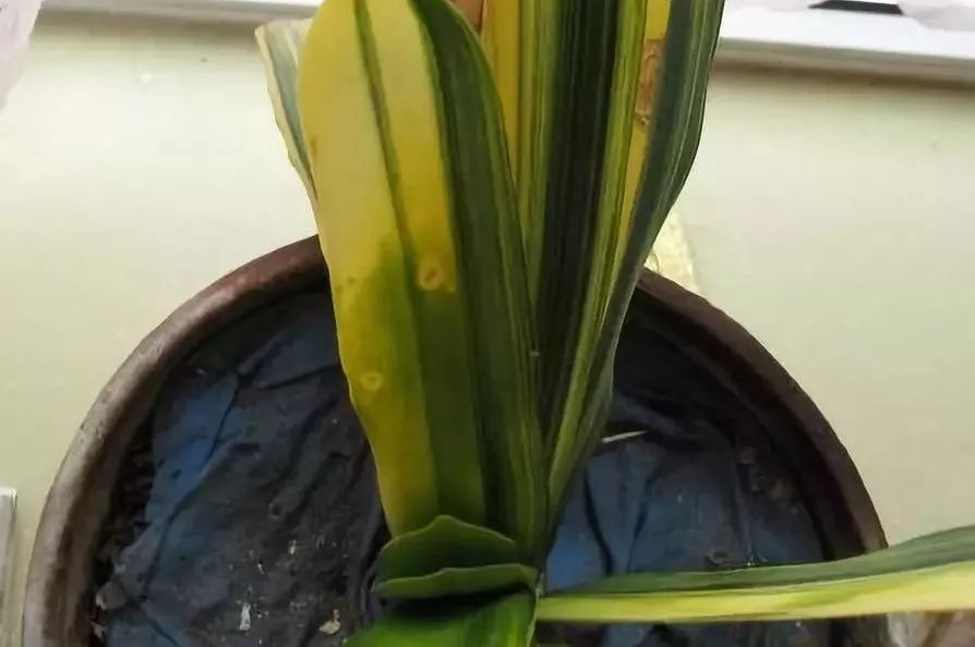 1个洋葱丢盆里,花朵砰砰开,一下能变2个头,省钱了!