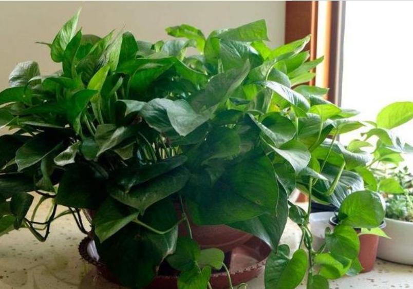 十大卧室养殖吸甲醛净化空气绿植,新装修的房子养什么花除甲醛