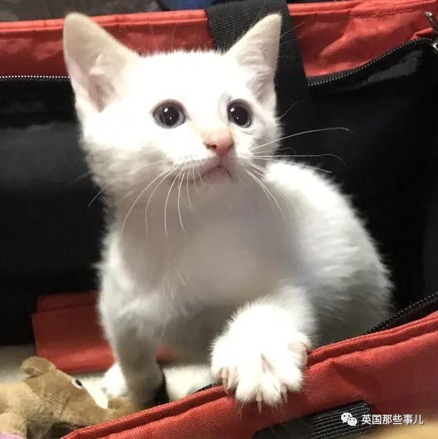 养暹罗猫会得什么病吗,养暹罗猫就像开盲盒