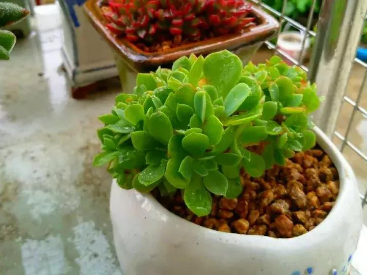 多肉求救信号有哪些,冬天多肉防寒知识