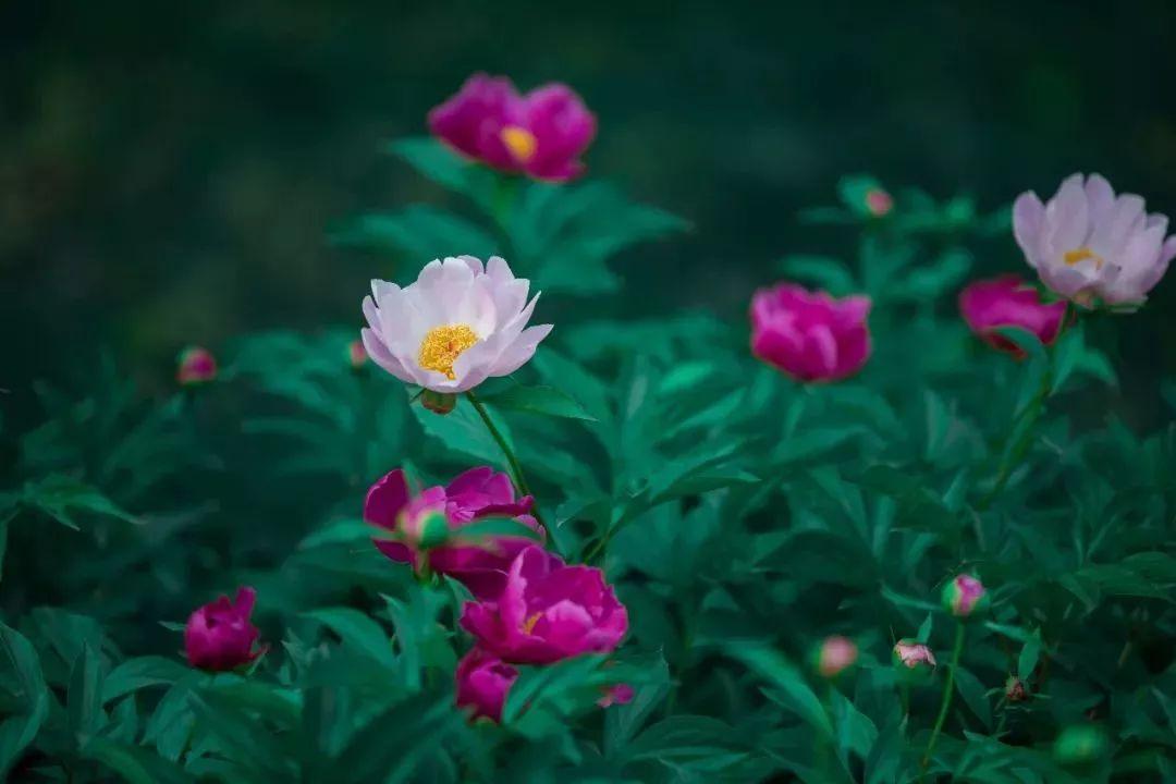 槽糕，是心动的感觉！这个神秘花谷正在悄然绽放！走，去拍照～