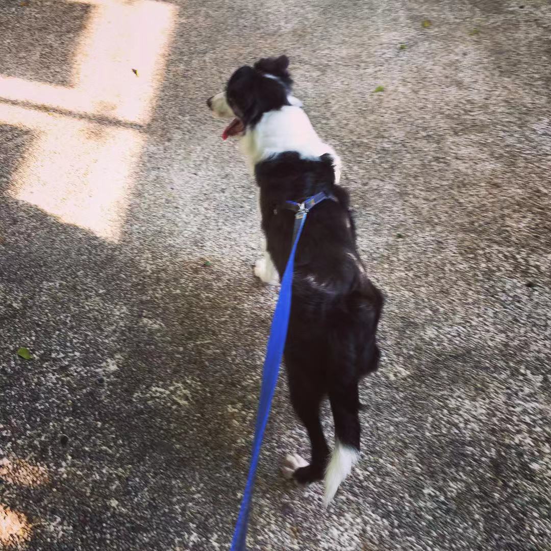 我的狗生病了但是还很活泼,一只狗得了犬瘟最后痊愈了