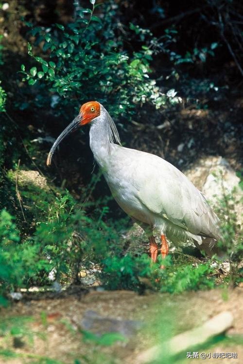 日本你不知道的冷知识,你不知道的国家冷知识日本篇
